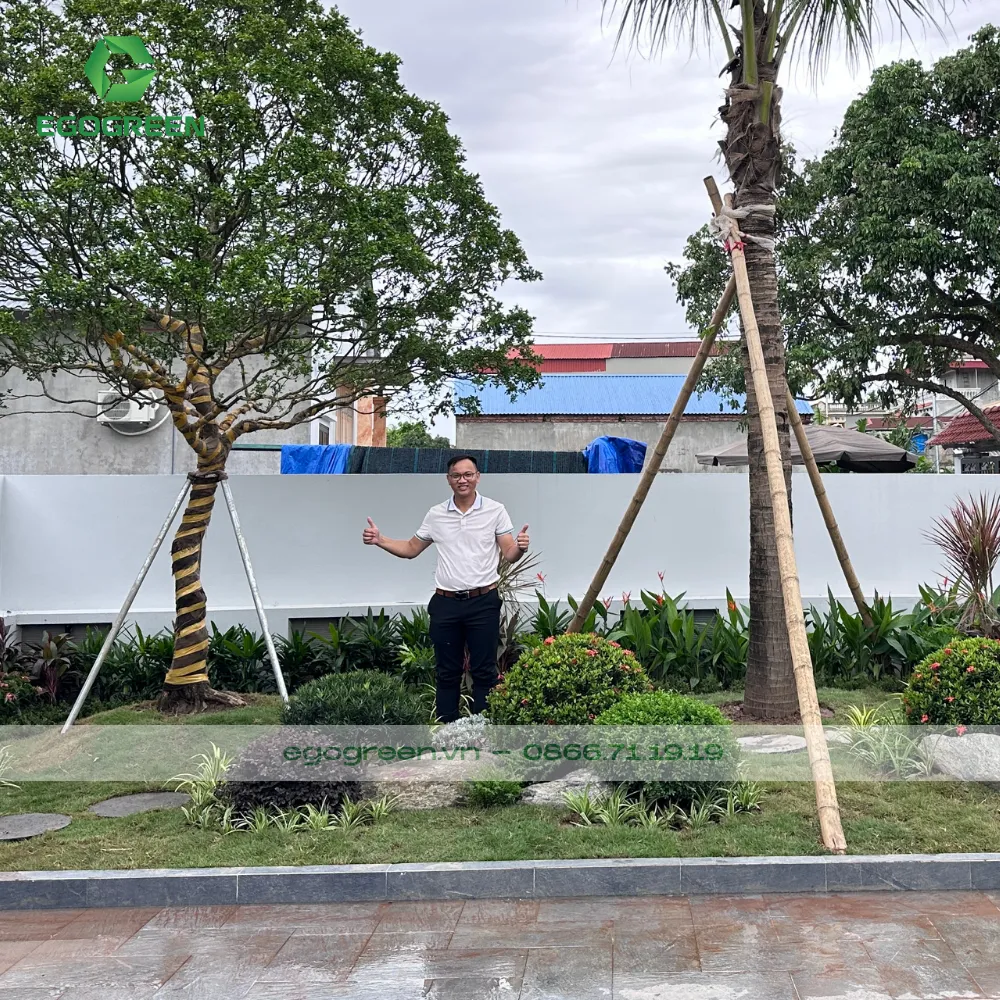 Cây mai vạn phúc được nhiều gia chủ yêu thích